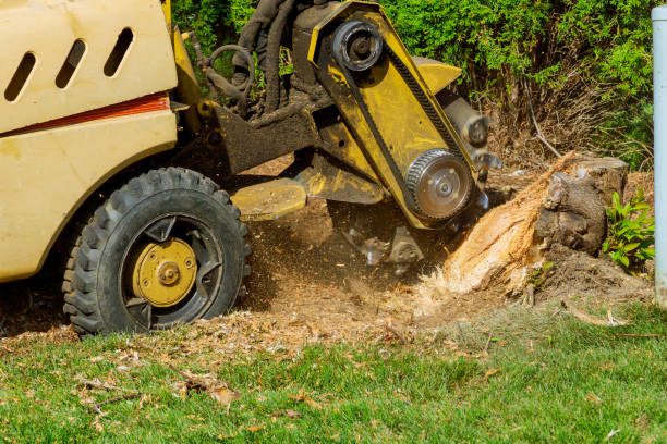 Best Root Management and Removal  in USA